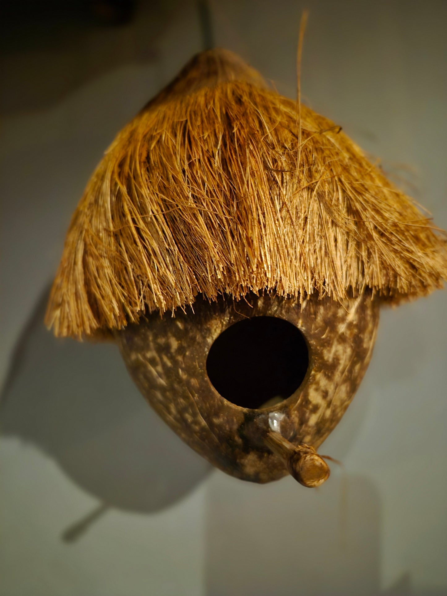 Vogelhuisje - kokosnoot - winter - verblijf - exotisch